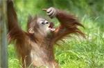 Sabah Encounter 